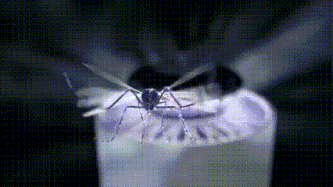 EcoSafe UV Mosquito Trap – No Zap, No Spray